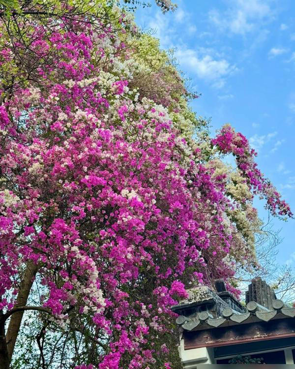 深圳一棵三角梅，因花开成“妖”走红，上亿人围观，太火了