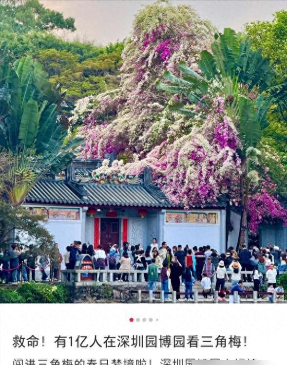 深圳一棵三角梅，因花开成“妖”走红，上亿人围观，太火了