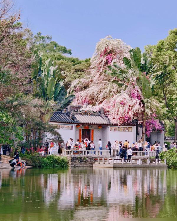 深圳一棵三角梅，因花开成“妖”走红，上亿人围观，太火了