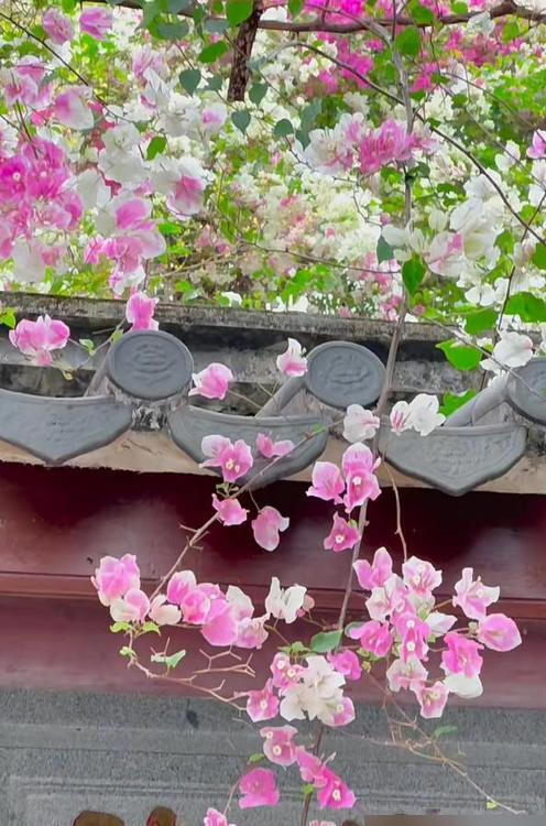 深圳一棵三角梅，因花开成“妖”走红，上亿人围观，太火了